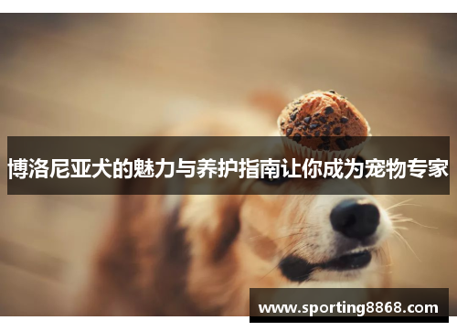 博洛尼亚犬的魅力与养护指南让你成为宠物专家